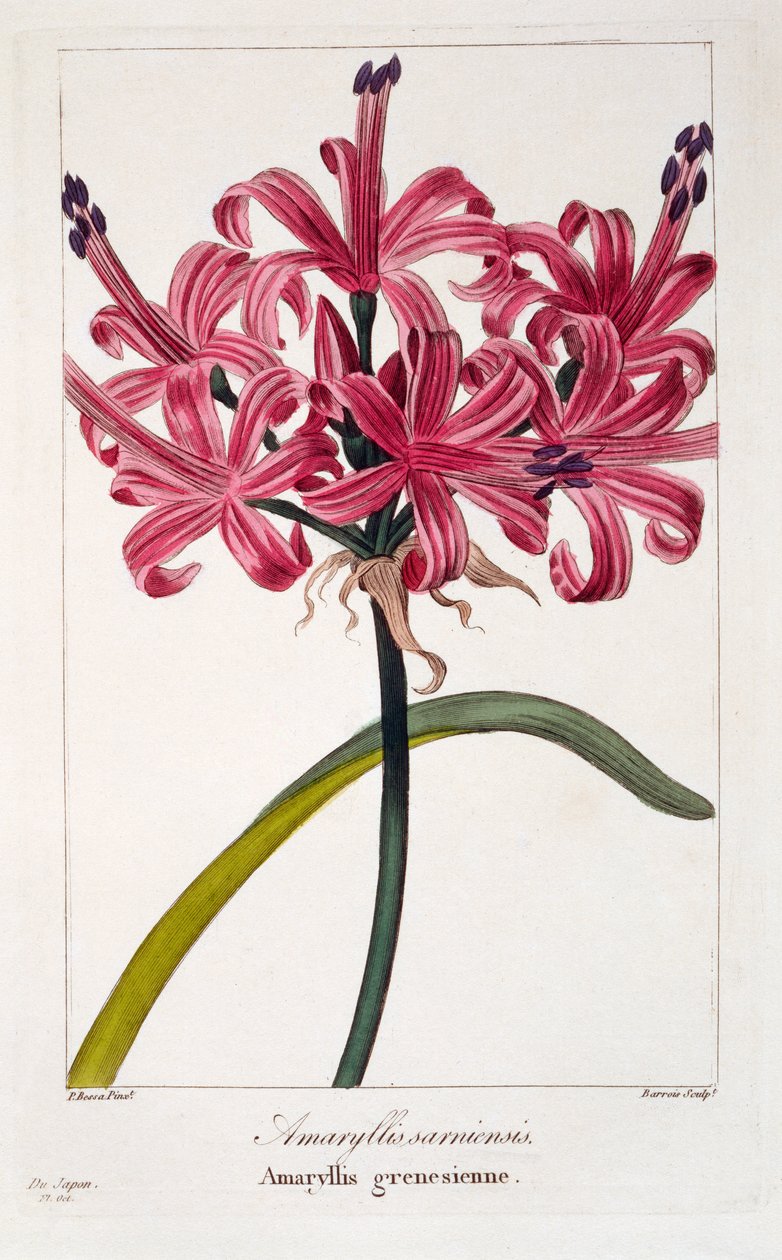 Amaryllis sarniensis, 1836 (håndfarget gravering) av Pancrace Bessa