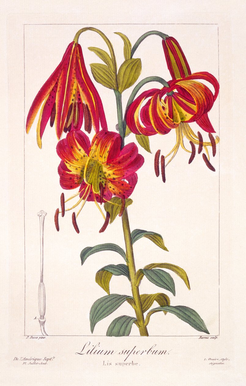 American Turkscap Lily, 1836 (håndfarget gravering) av Pancrace Bessa