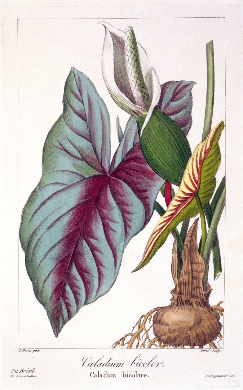 Caladium bicolor, 1836 (håndfarget gravering) av Pancrace Bessa