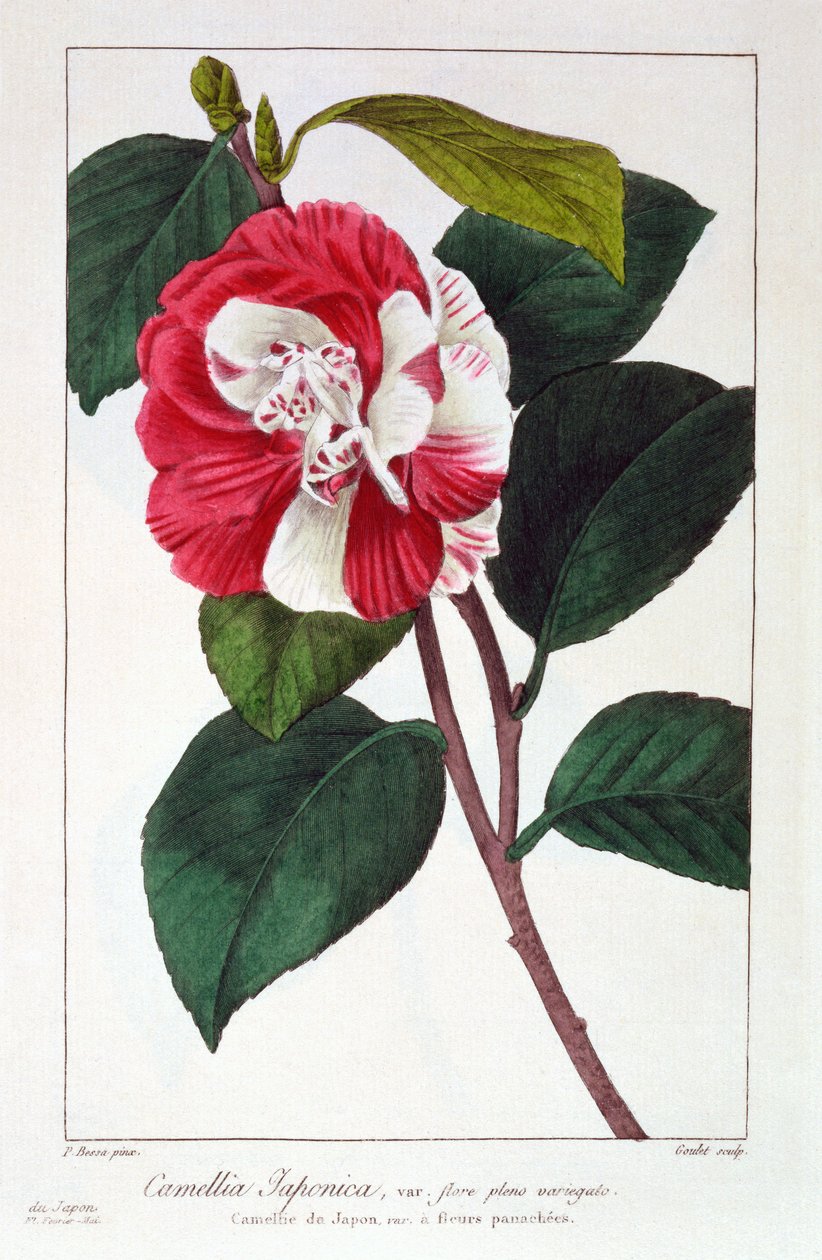 Camellia japonica, 1836 (håndfarget gravering) av Pancrace Bessa