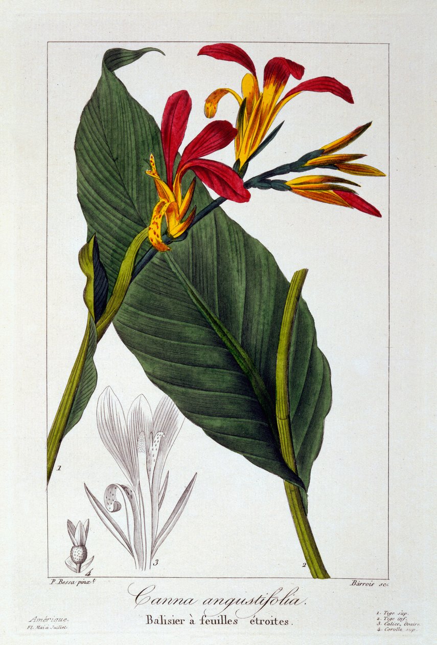 Canna eller Indian Shot Flower, 1836 (håndfarget gravering) av Pancrace Bessa