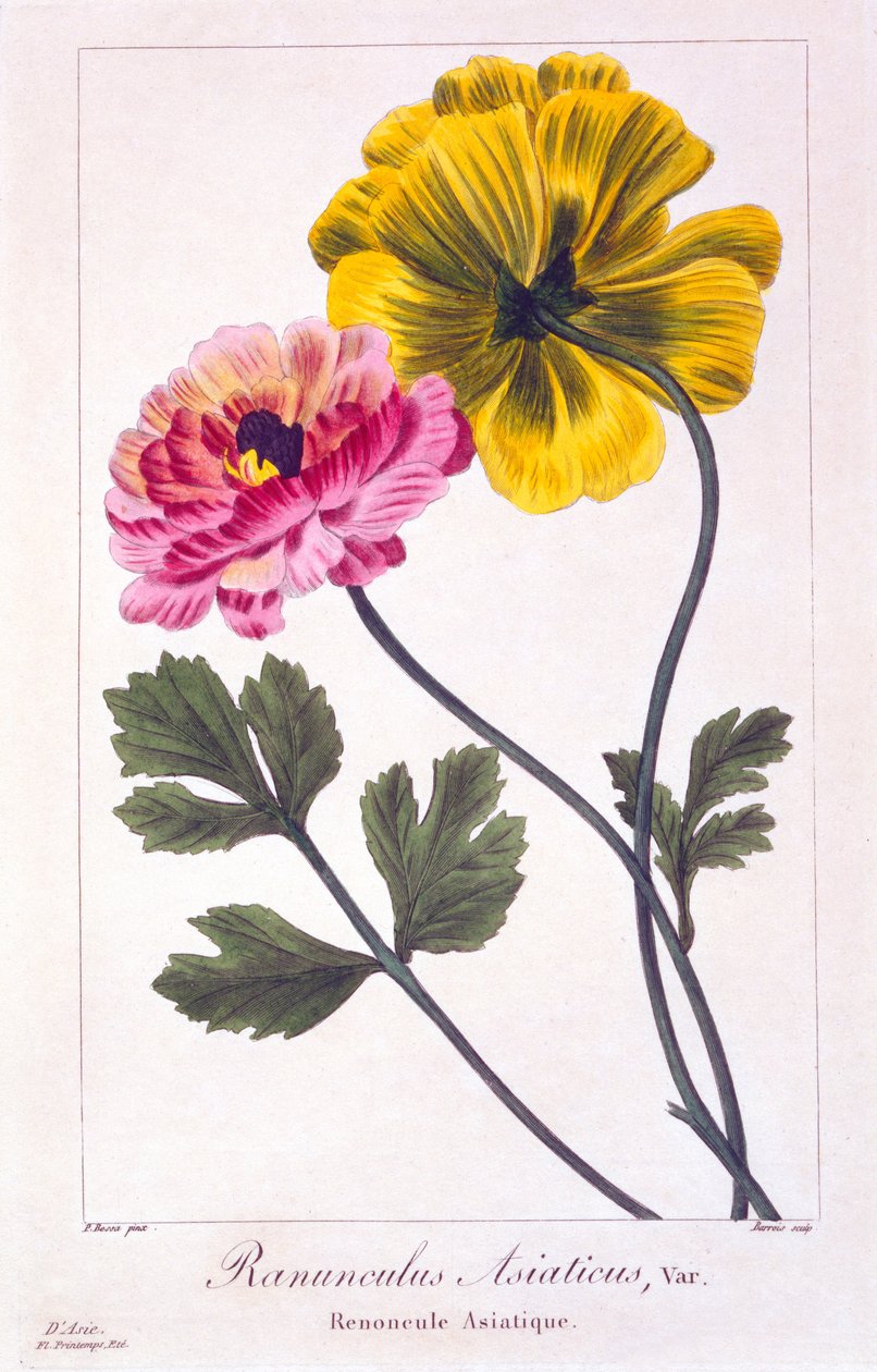 Persisk smørblomst, 1836 (håndfarget gravering) av Pancrace Bessa