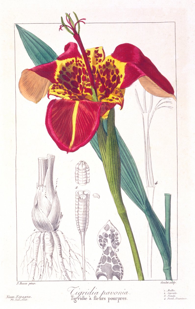 Tigerblomst eller påfuglblomst, 1836 (håndfarget gravering) av Pancrace Bessa