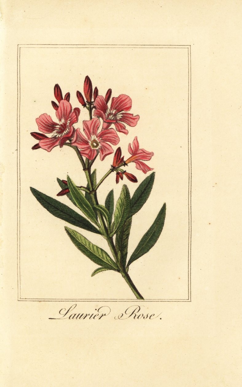 Oleander, Laurier rose, Nerium oleander av Pancrace (after) Bessa