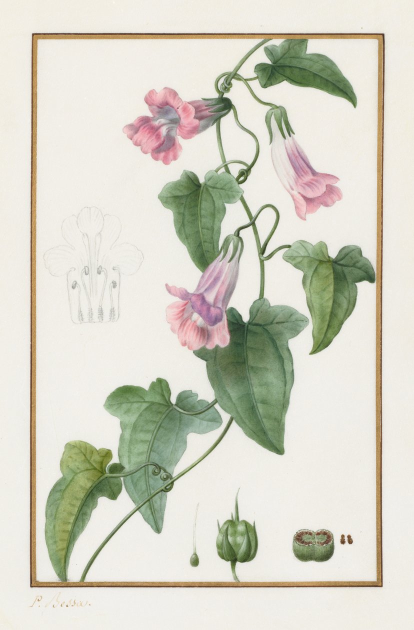 (Botanisk: Maurándia semperflorens) av Pancrace Bessa