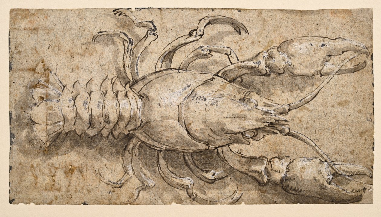Kreps (recto) av Parmigianino