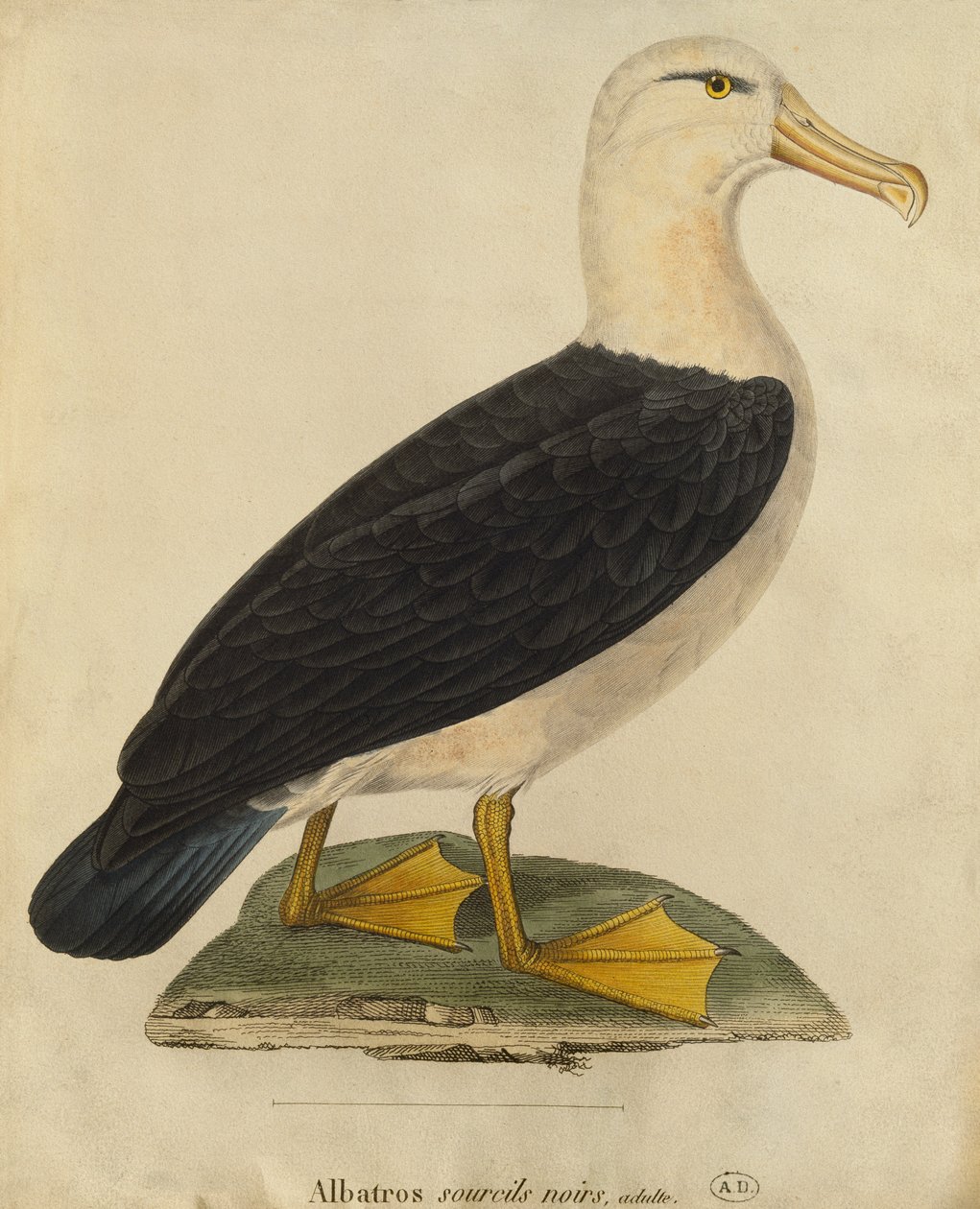 Albatross med svarte øyenbryn (fargegravering) av Paul Louis Oudart