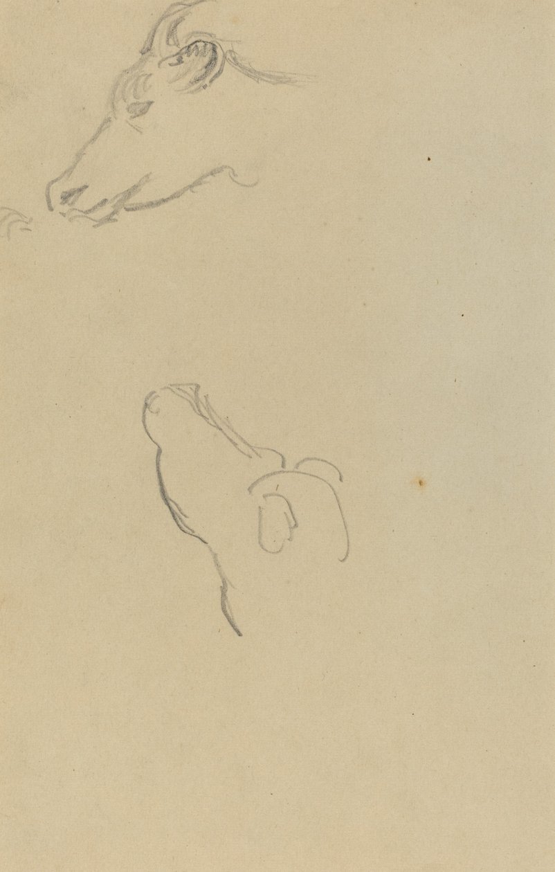 Head of a Cow [recto] av Paul Gauguin