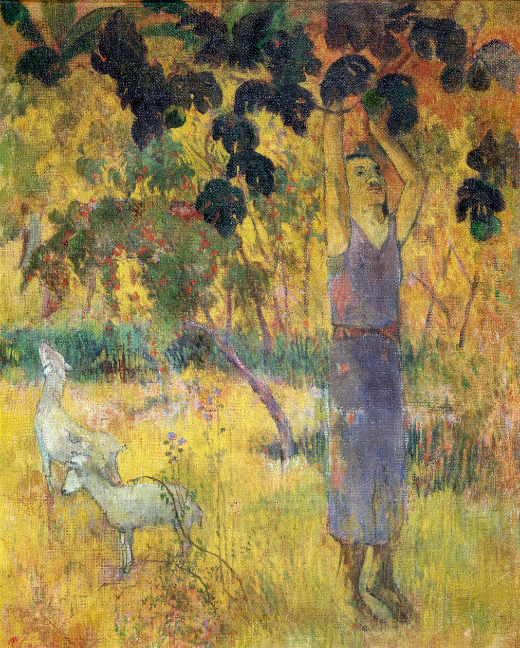 Mann plukker frukt fra et tre, 1897. av Paul Gauguin
