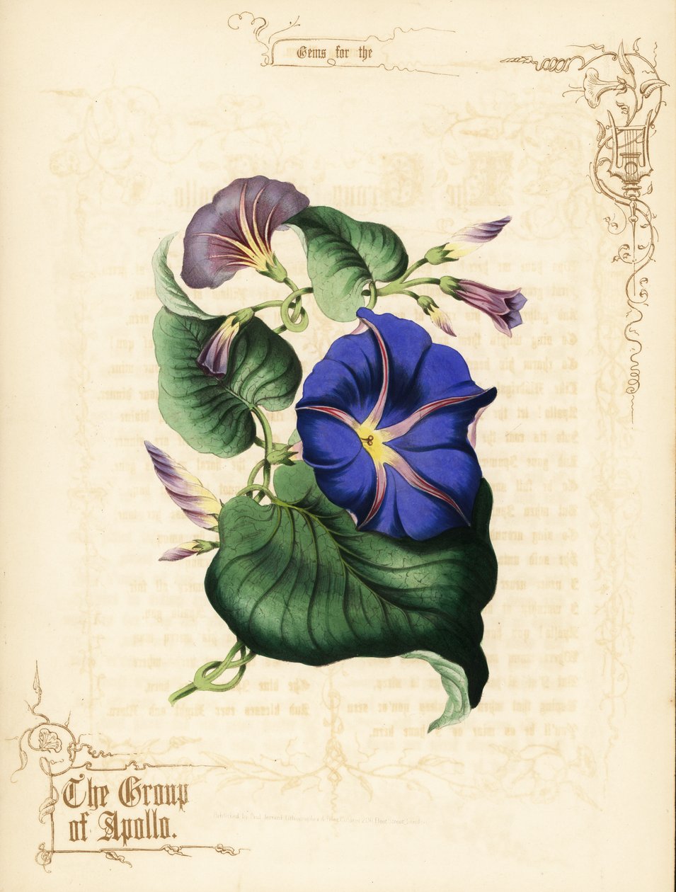Morning glory blomster og løvverk. av Paul Jerrard