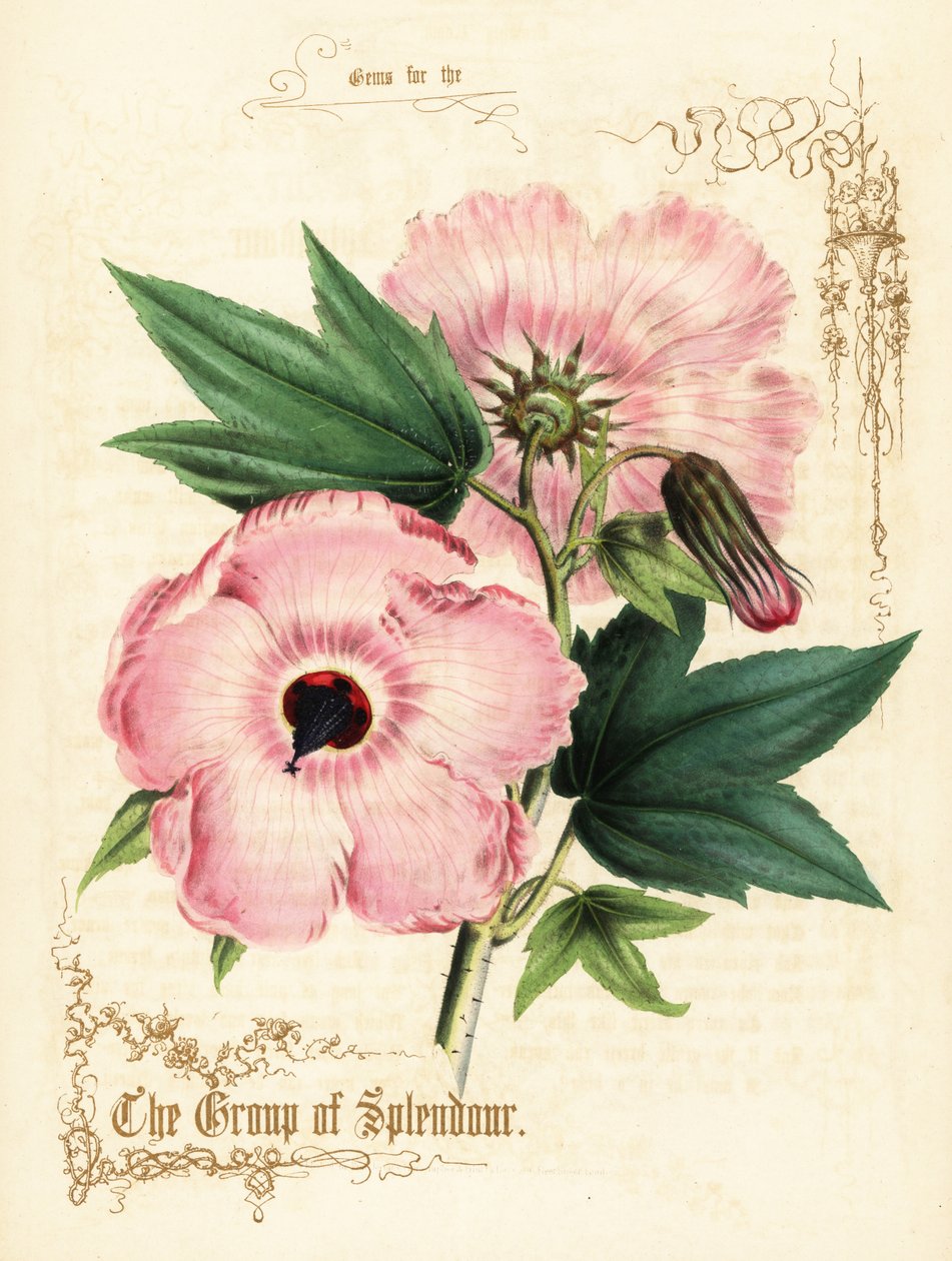 Rosa hibiskus blomster og løvverk. av Paul Jerrard