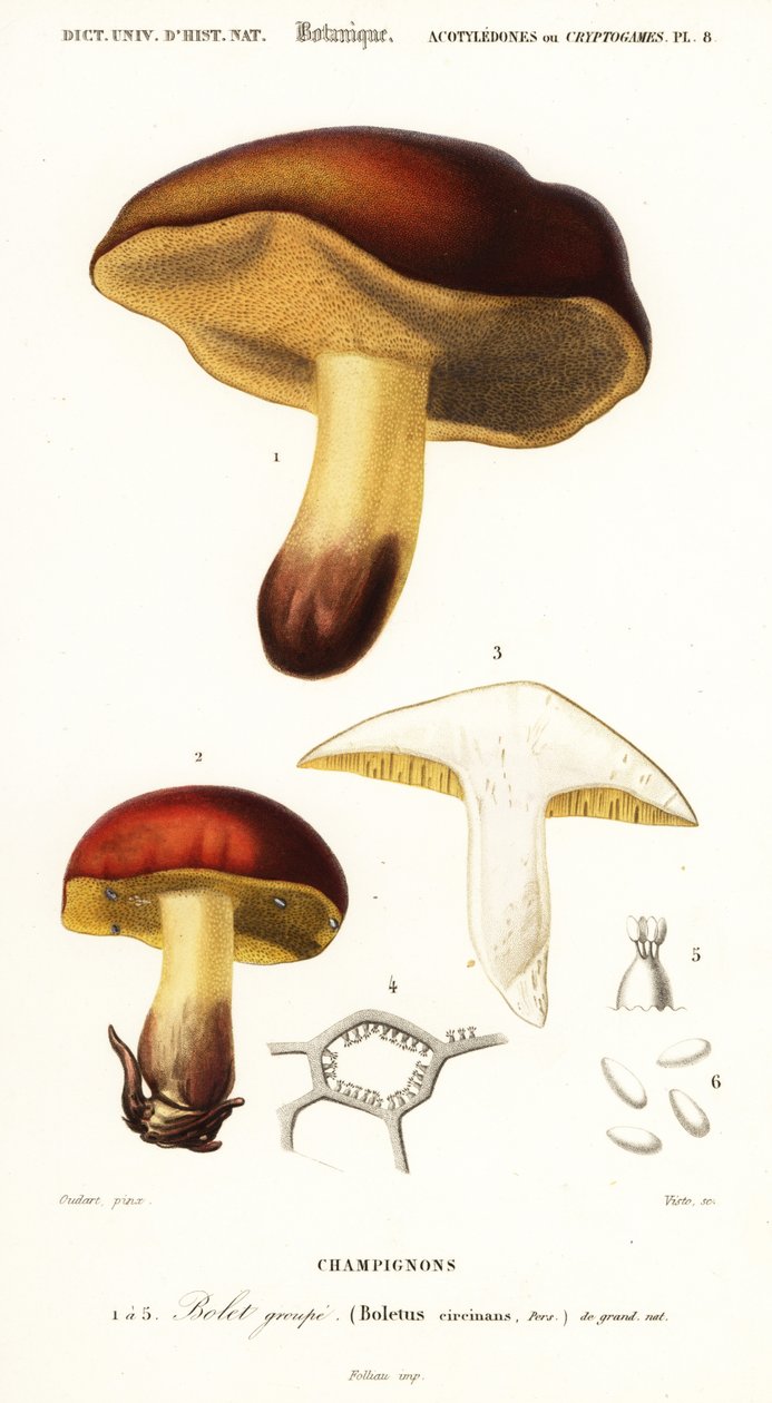 Boletsopp, Boletus circinans., 1849 (gravering) av Paul Louis Oudart