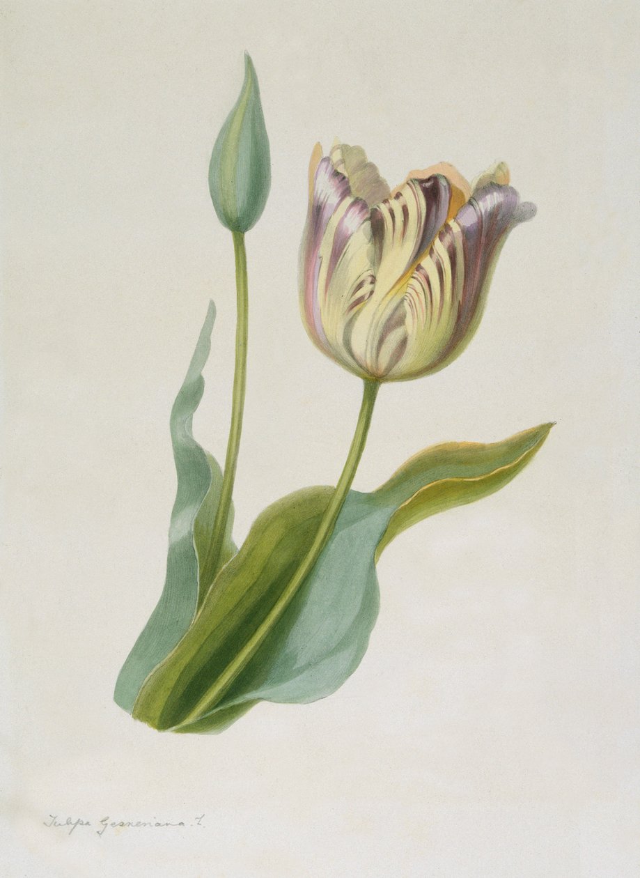 Tulipa, Tulipan, c1840-1880. av Pauline Girardin