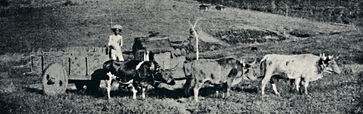 'Oksevogn', 1895 av Paulo Sack