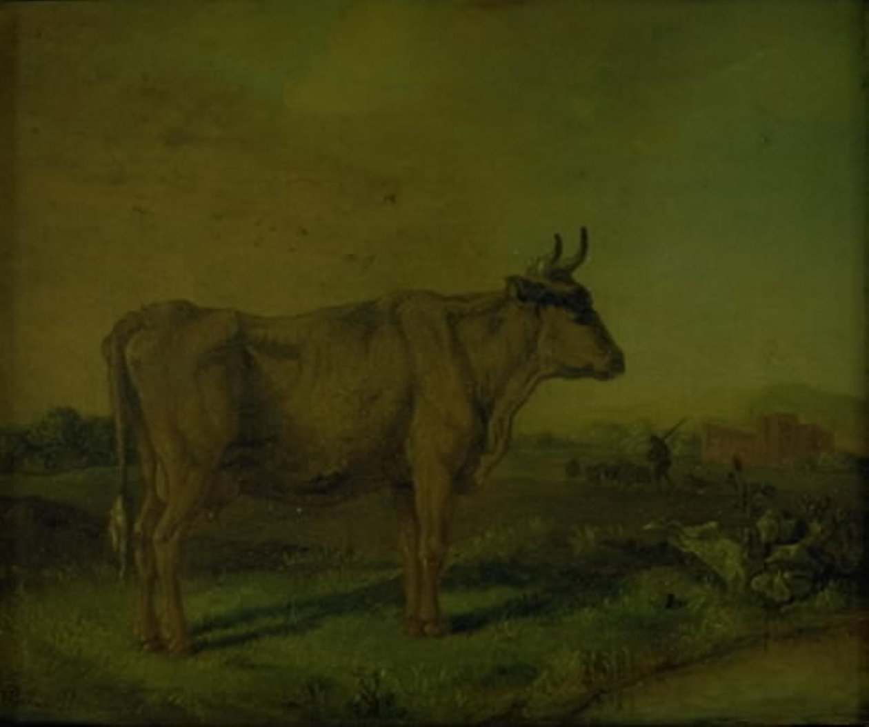 En ku av Paulus Potter