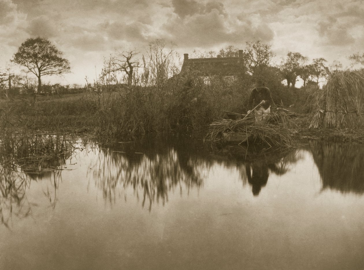 Gathering the Gladdon, ca. 1886 av Peter Emerson und Thomas Goodall
