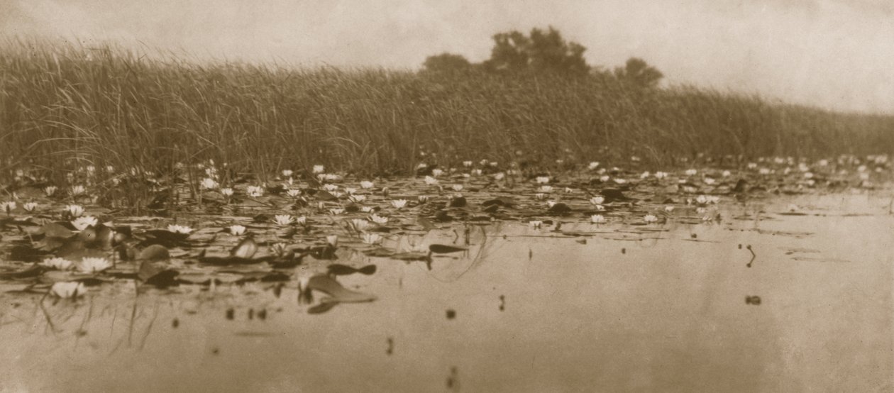 Vannliljer, liv og landskap på Norfolk Broads, 1886 av Peter Emerson und Thomas Goodall
