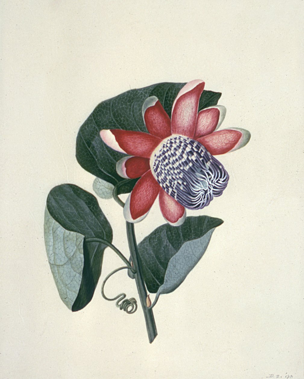 Blomsterstudier, 1700-tallet av Peter Brown