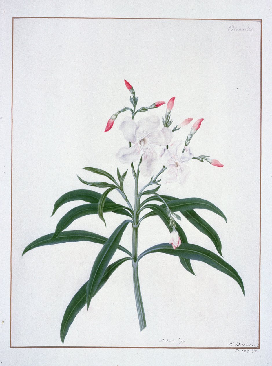 Blomsterstudier, 1700-tallet (akvarell) av Peter Brown