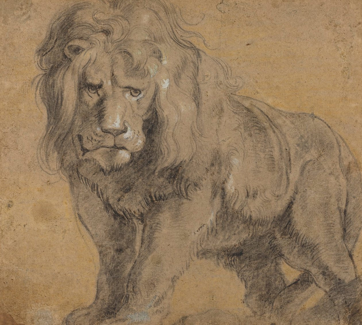 Løve av Peter Paul Rubens