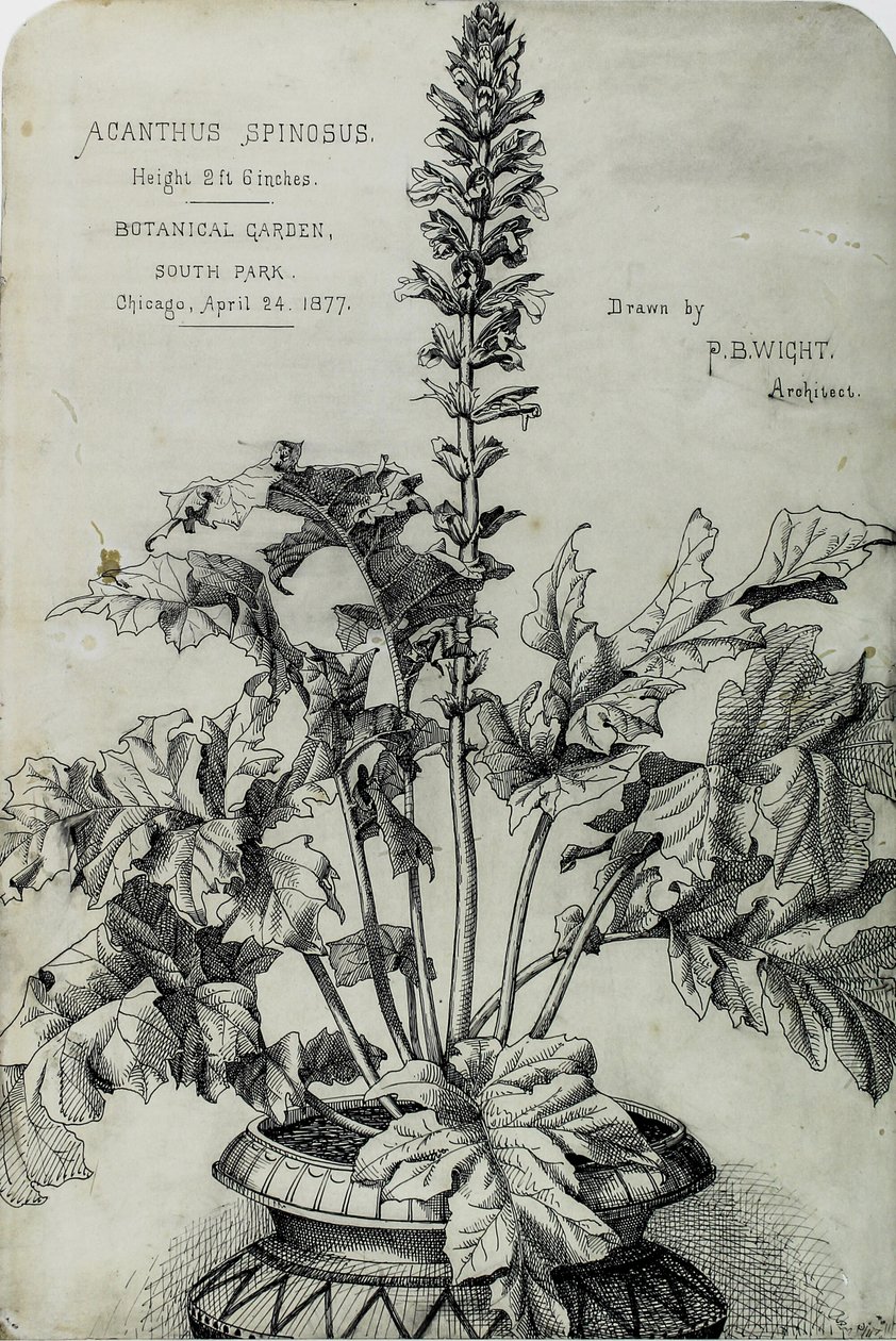 Acanthus Spinosus, Presentasjonstegninger av Peter Bonnett Wight