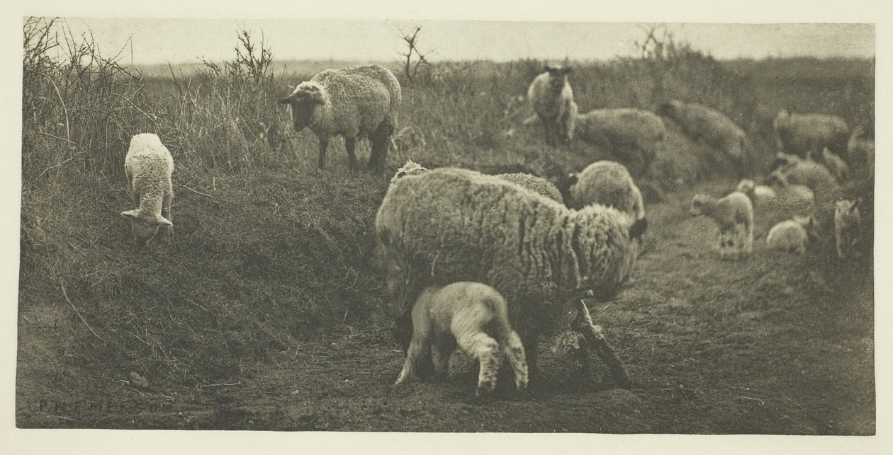 En pastoral mars (Suffolk) av Peter Henry Emerson
