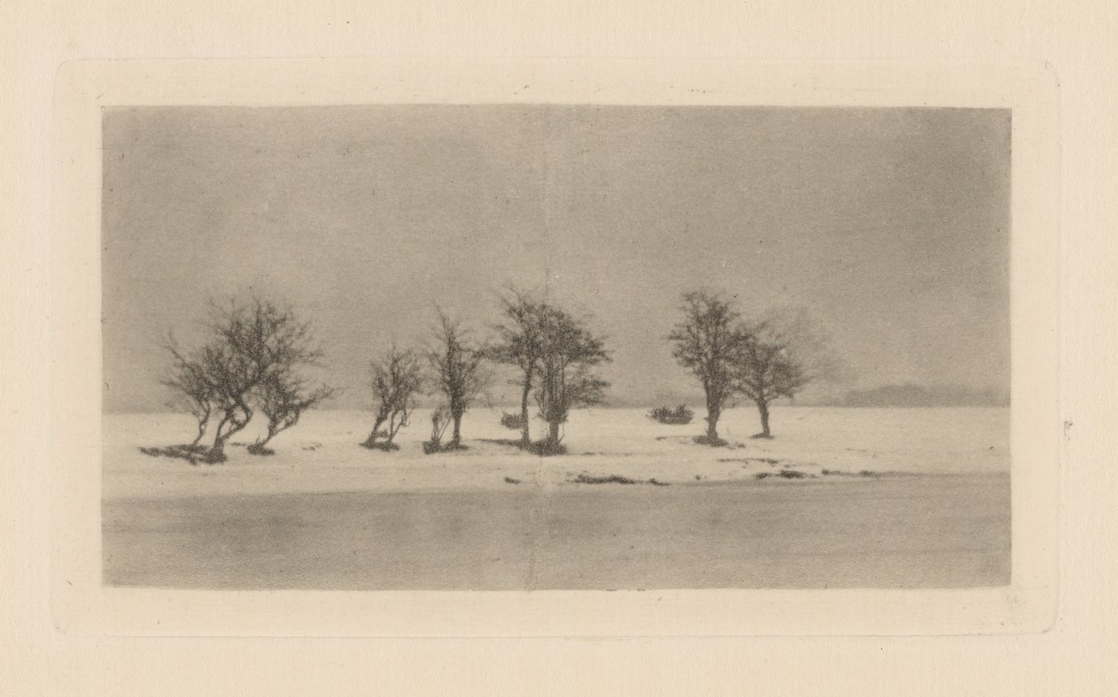 knudrete tornetrær av Peter Henry Emerson