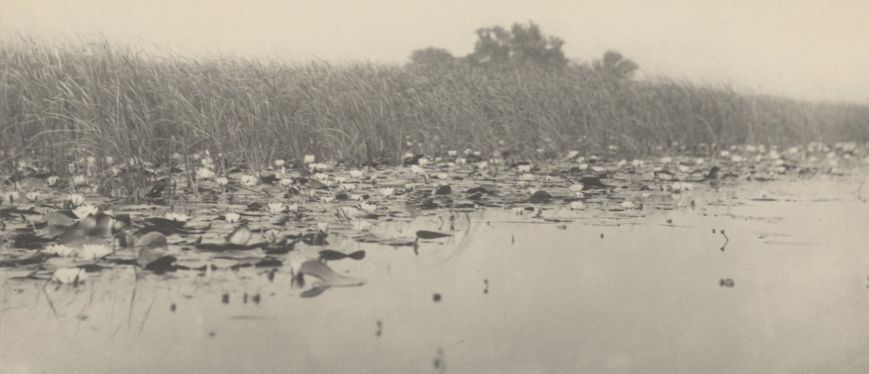 Vannliljer av Peter Henry Emerson and T.F. Goodall