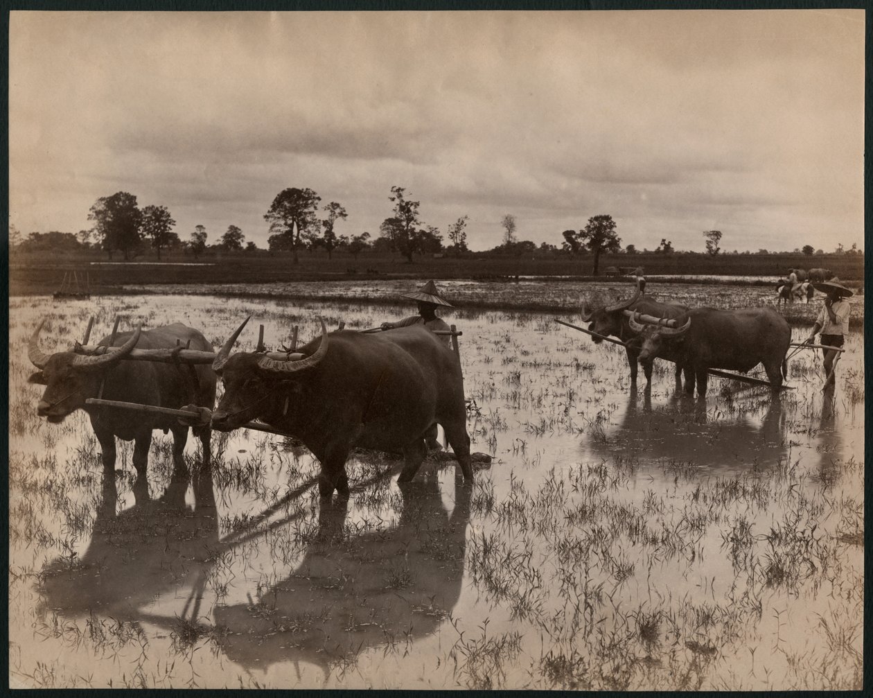 Gårdsarbeid, ca. 1880 (albumintrykk) av Philip Adolphe Klier