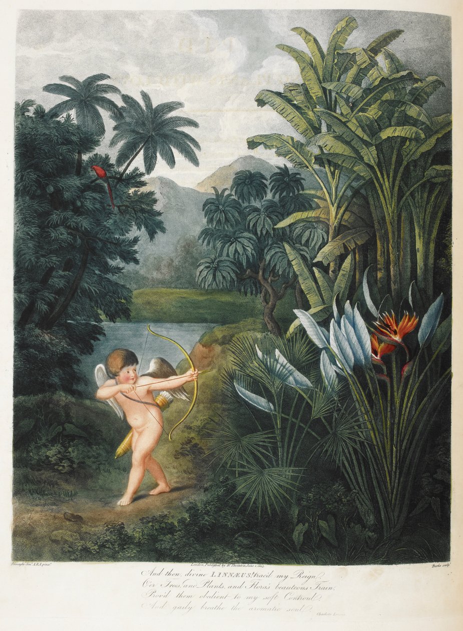 Amor inspirerende planter med kjærlighet. av Philip (after) Reinagle