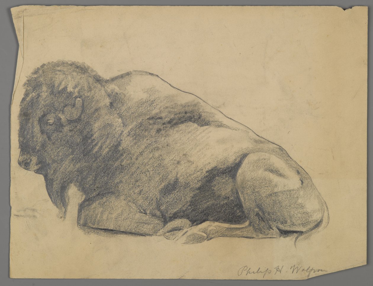 Bison (grafitt på papir) av Philip H. Wolfrom