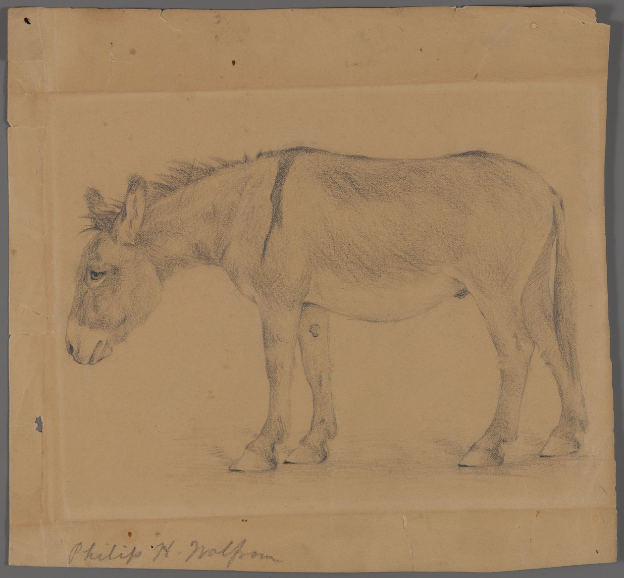 Esel (grafitt på papir) av Philip H. Wolfrom