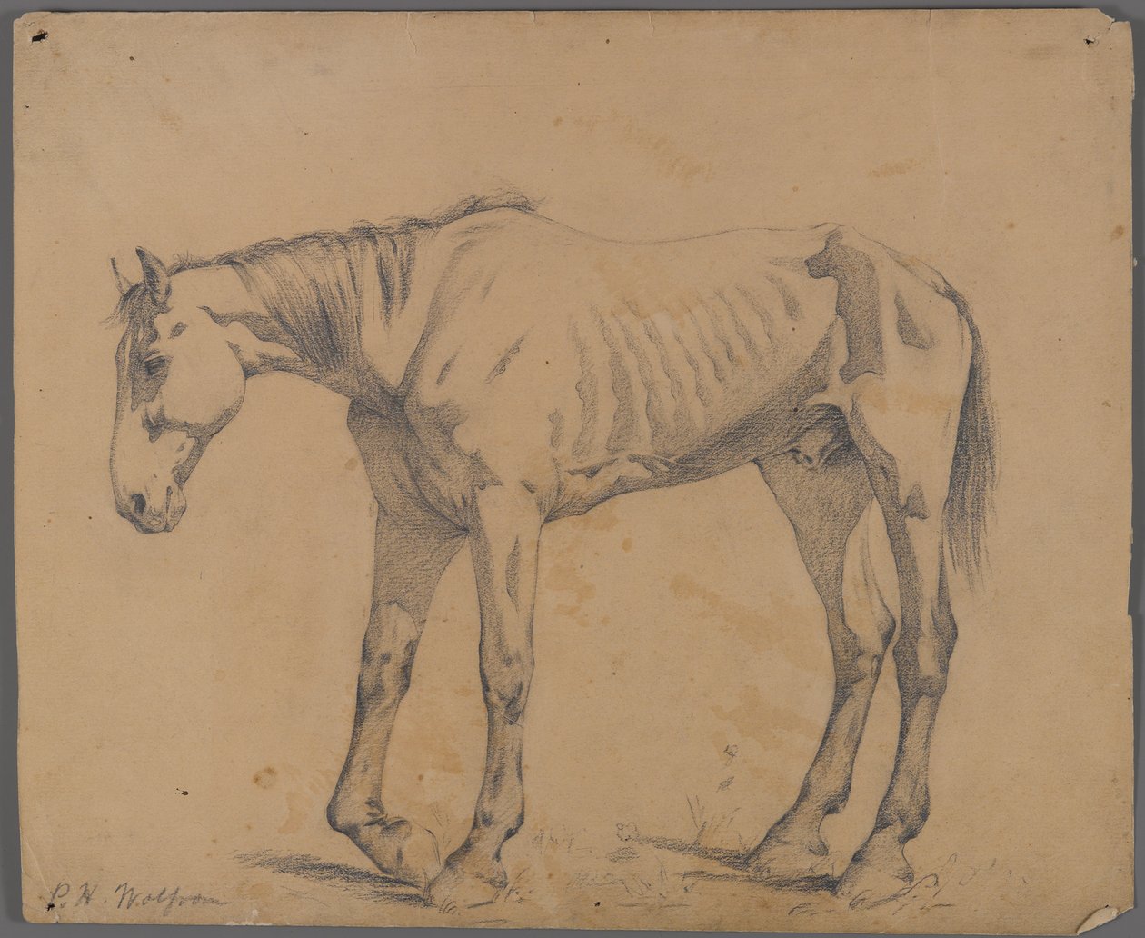 Hest (grafitt på papir) av Philip H. Wolfrom