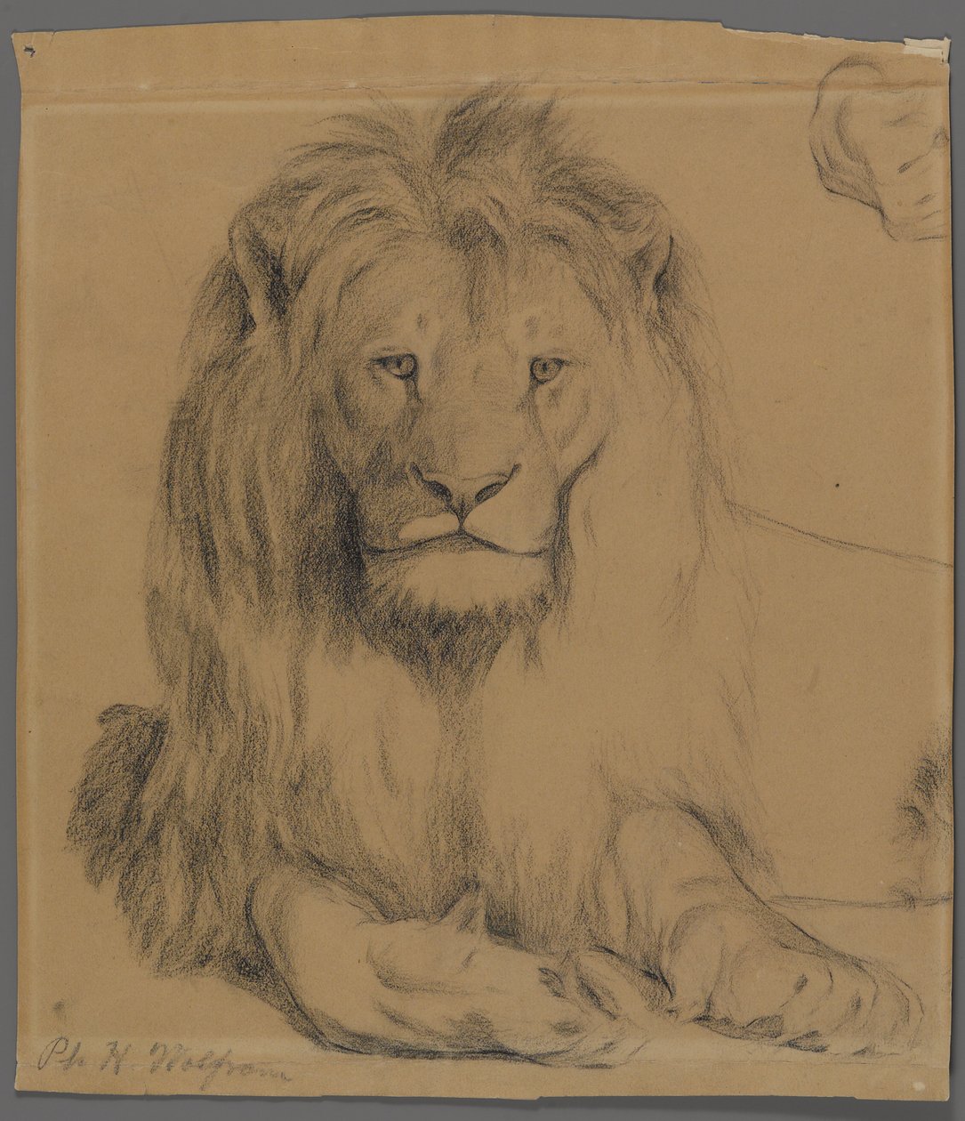Løve (grafitt på papir) av Philip H. Wolfrom