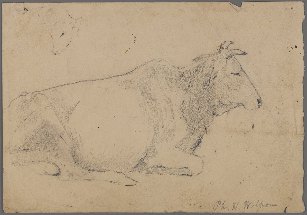 Sittende okse (grafitt på papir) av Philip H. Wolfrom