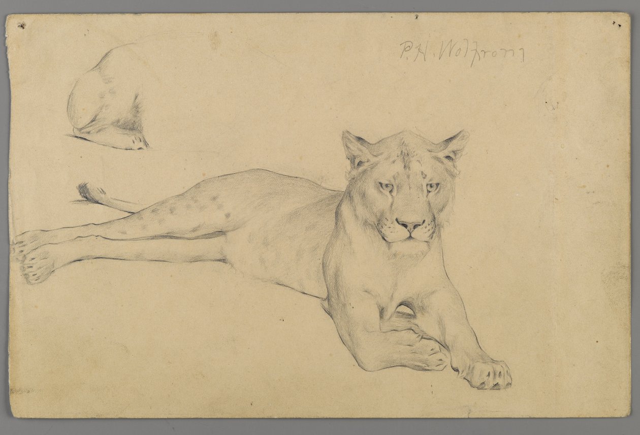 Sittende løvinne (grafitt på papir) av Philip H. Wolfrom