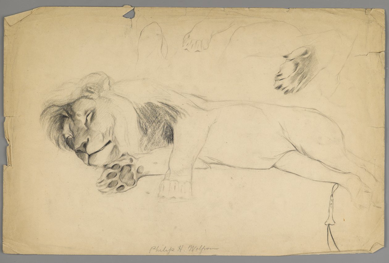 Sovende løve (grafitt på papir) av Philip H. Wolfrom
