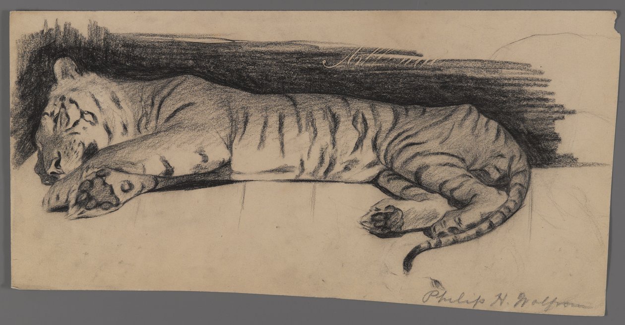 Sovende tiger (kull på papir) av Philip H. Wolfrom