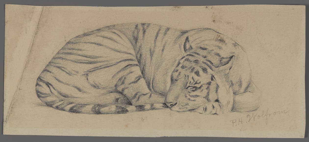 Sovende tiger (grafitt på papir) av Philip H. Wolfrom