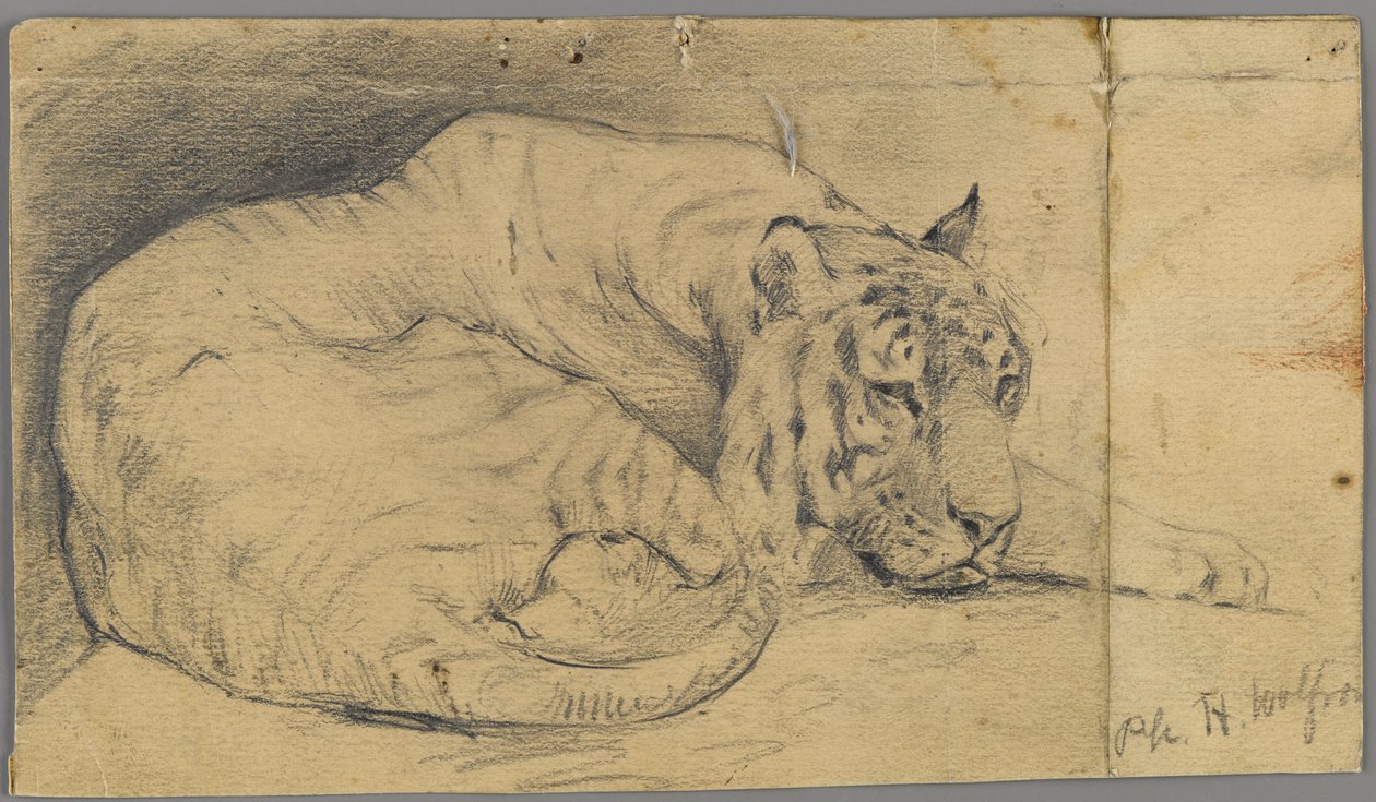 Sovende tiger (grafitt på papir) av Philip H. Wolfrom