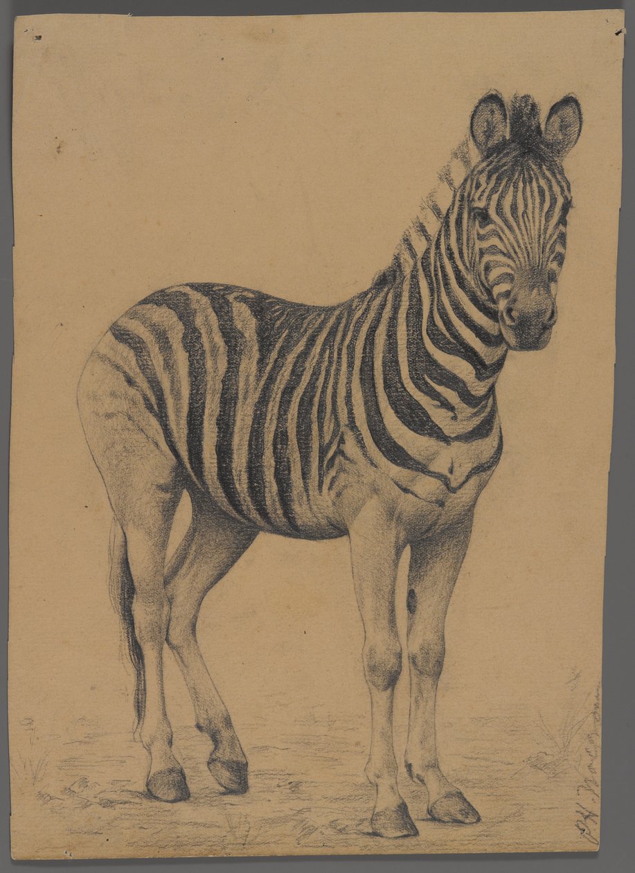 Zebra (grafitt på papir) av Philip H. Wolfrom