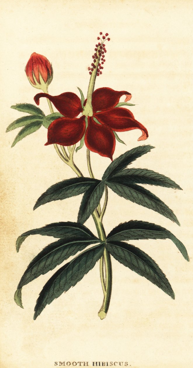 Turkcap, Malvaviscus arboreus., 1800 (gravering) av Philip Miller
