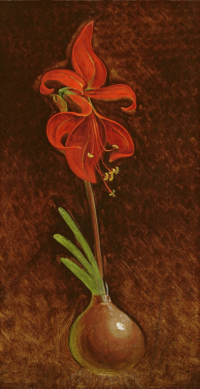 Amaryllis Formosissima, 1808 av Philipp Otto Runge