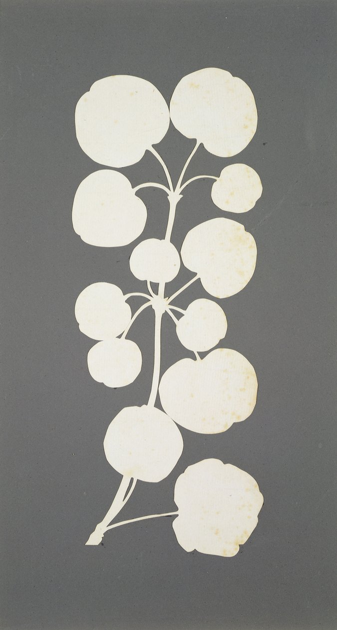 Cayenne Pepper (collage på papir) av Philipp Otto Runge