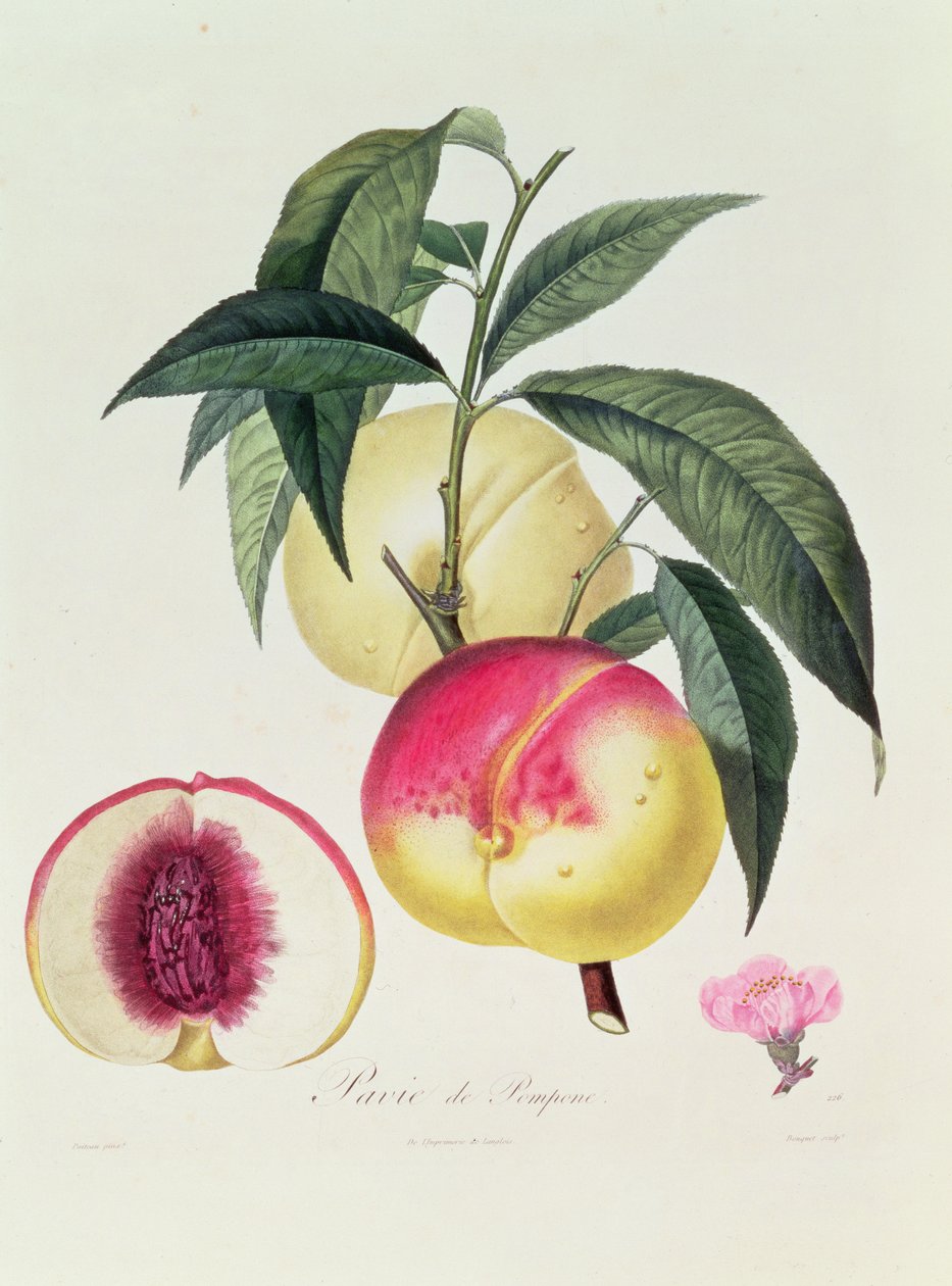 Pavie de Pompone, gravert av Bouquet av Pierre Antoine Poiteau