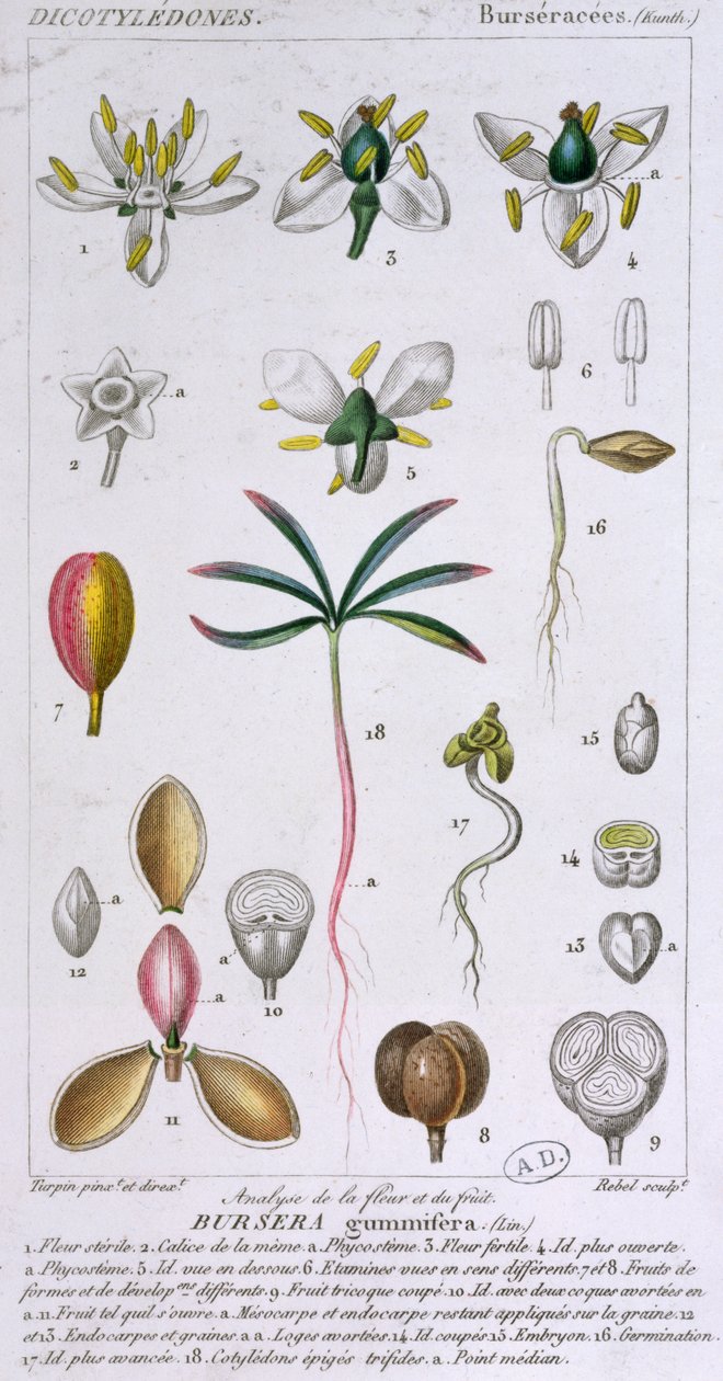 Bursera Gummifera, gravert av Rebel c.1810-20 (fargegravering) av Pierre Jean Francois Turpin