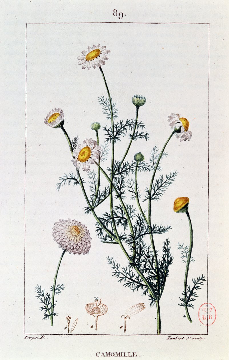 Camomile, reproduksjon av en tallerken fra 'Flore Medicale' av Francois-Pierre Chaumeton (1775-1819) av Pierre Jean Francois Turpin