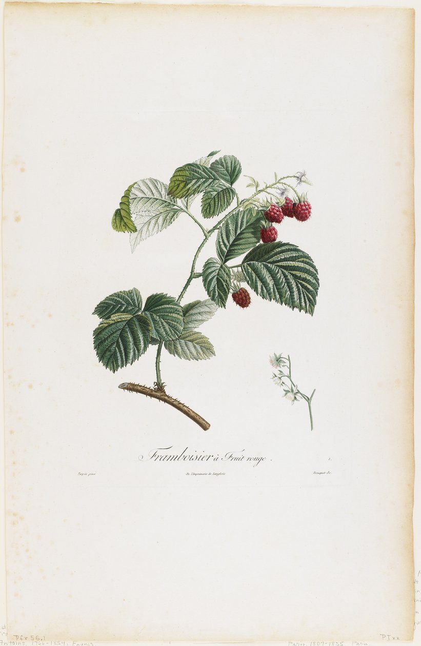 Framboisier a Fruit rouge (Bringebær), fra Traite des Arbres Fruitiers, 1807-35 (håndfarget stiplegravering) av Pierre Jean Francois Turpin