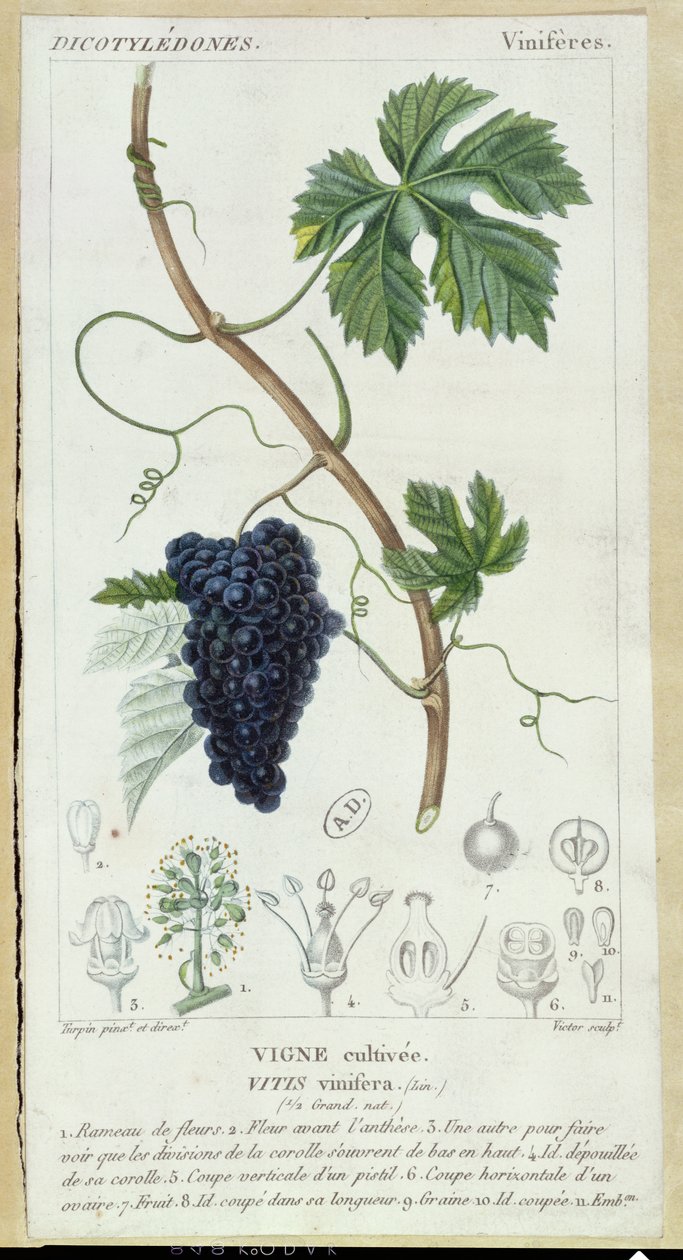 Grape Vine (Vitis Vinifera) botanisk plate, ca. 1820 av Pierre Jean Francois Turpin
