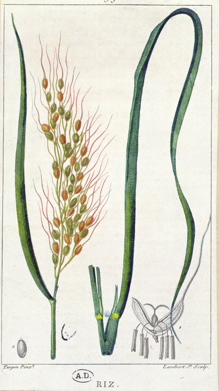 Rice, ca. 1820 (fargegravering) av Pierre Jean Francois Turpin